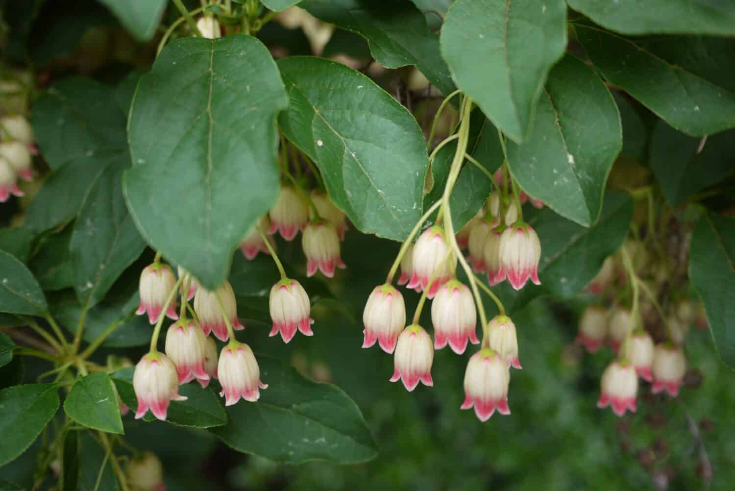 Enkianthus campanulatus, commonly called redvein enkianthus, is an upright, deciduous shrub.