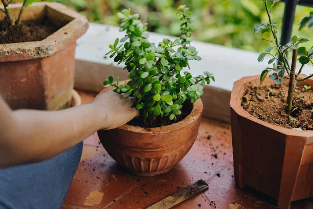 Hand tidying a Jade plant pot. Row of potted plants on a balcony, urban jungle concept