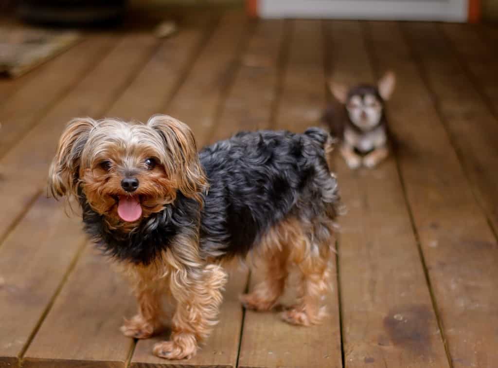 Adorable YorkiePoo puppy on the porch laughing and a chihuahua puppy laying in the background. Smiling Yorkshire Terrier dog. Family pets outdoors.