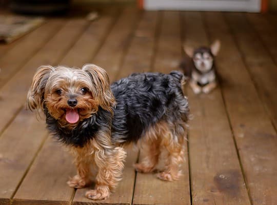 Yorkie Key Male vs. Female Yorkie: Key Differences - A-Z Animals