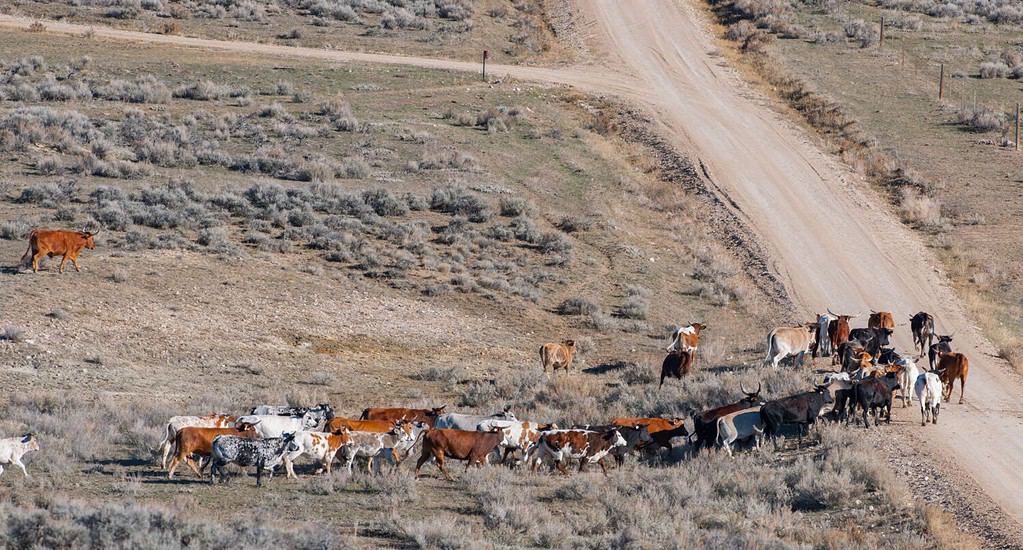 long horn cattle wandering in herd near Shell, Wyoming all different colours heading up a dirt road free roaming no no fences background for drought, agriculture, beef farming, business horizontal f