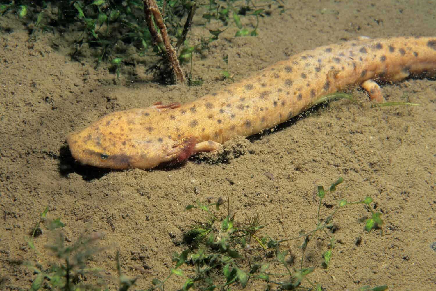 Mudpuppy salamander underwater in the St. Lawrence River.