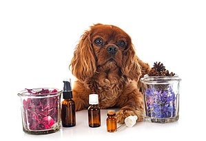 Are Essential Oils Safe for Dogs? Picture