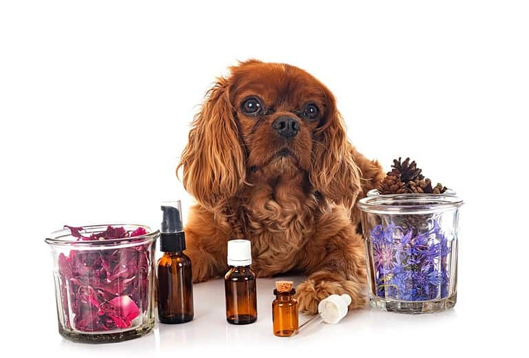 alternative medicine for dog in front of white background