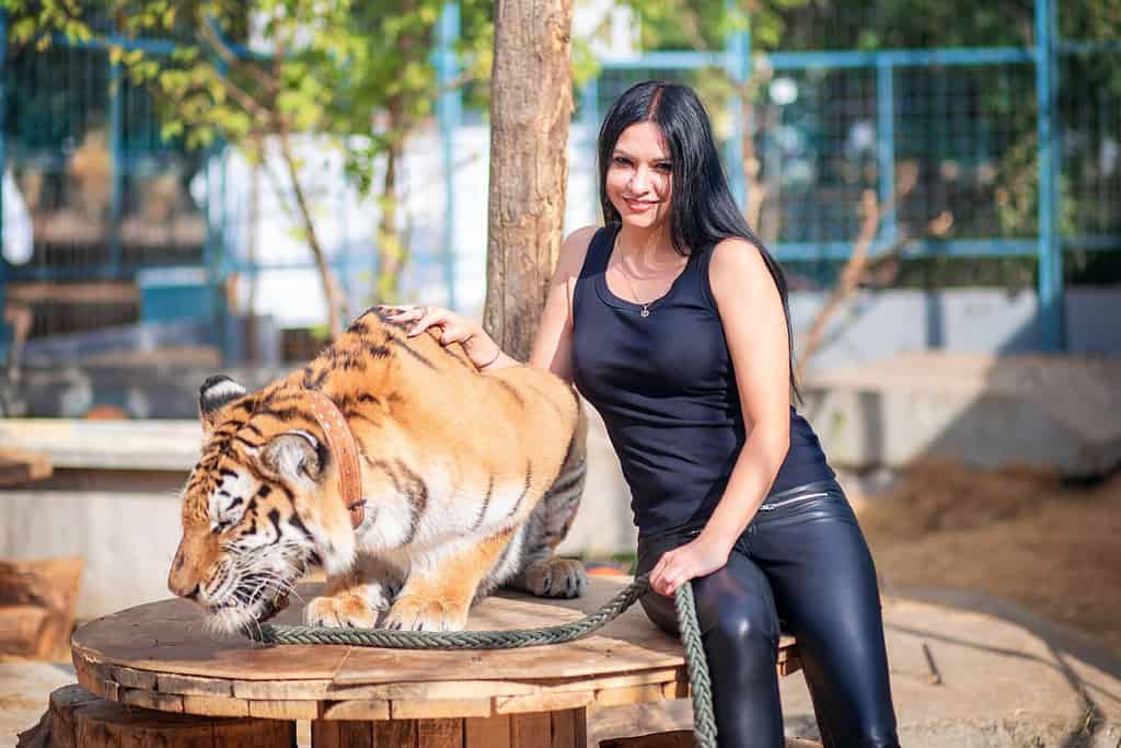 A beautiful girl in black clothes with black hair posing next to a tiger. Symbol of the year 2022