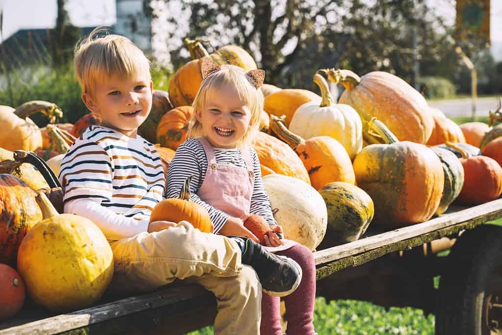 Family and kids at fall season. Preschool children sitting in pile of pumpkins at local farm market. Children picking pumpkin on Halloween or Thanksgiving holiday. Boy and girl outdoor at countryside.