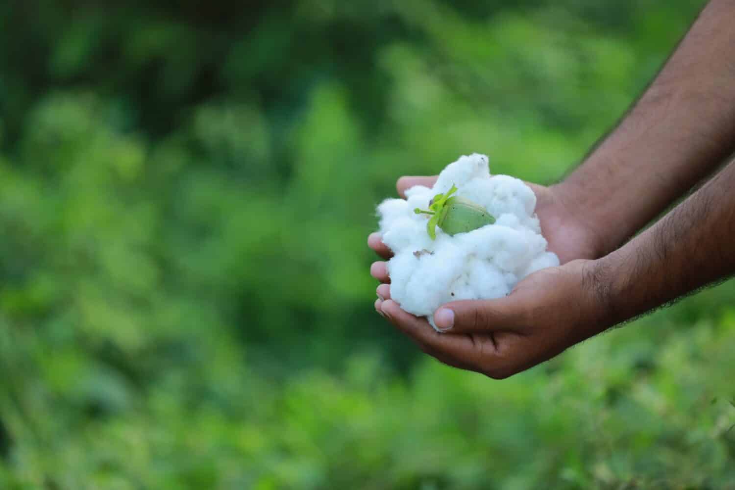 Indian farmer holding cotton in hand, cotton farming, smart and young farmer, 