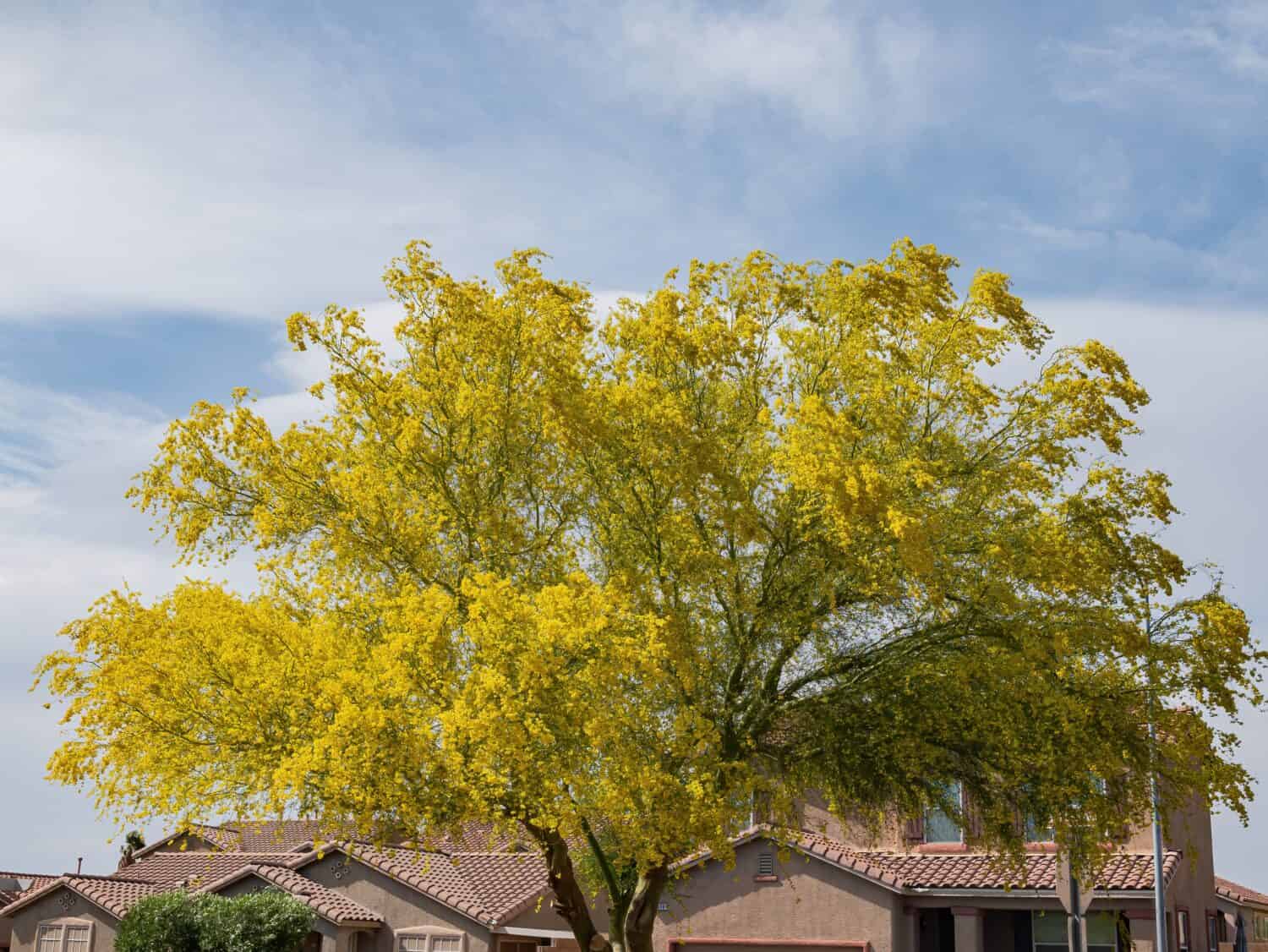 Sunny view of Parkinsonia florida blossom at Las Vegas, Nevada
