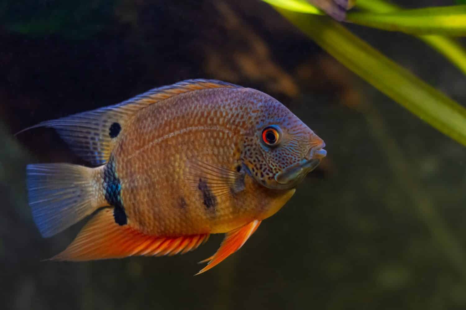 curious and sociable adult severum cichlid, easy to keep, hardy freshwater fish from Amazon river basin in low light fish aquarium, popular pet for beginners