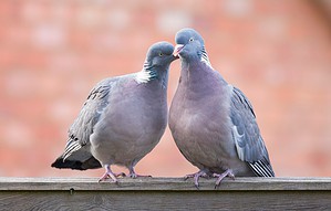 Do Pigeons Mate for Life? 7 Amazing Facts About These Loyal Birds Picture