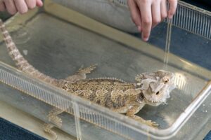 Can You Give a Bearded Dragon a Bath? Picture