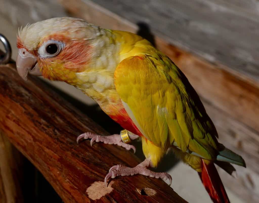 Green-cheeked Parakeet (Suncheek Conure) on its perch. Pigeon Forge, Tennessee November 8th, 2021