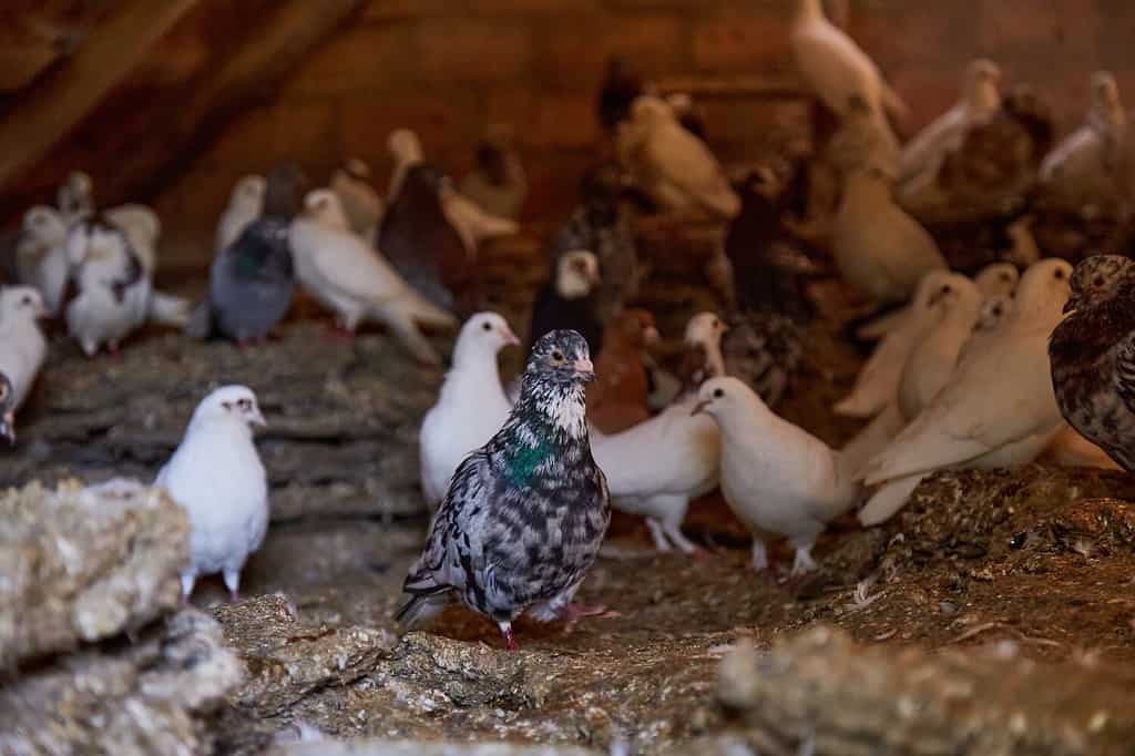 Food pigeons are young, but they aren't babies.