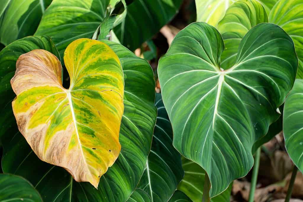 Philodendron Gloriosum turning yellow due to pest infestion in the rain forest. Green velvet, white vein, heart shape, rainforest foliage, huge leaf.
