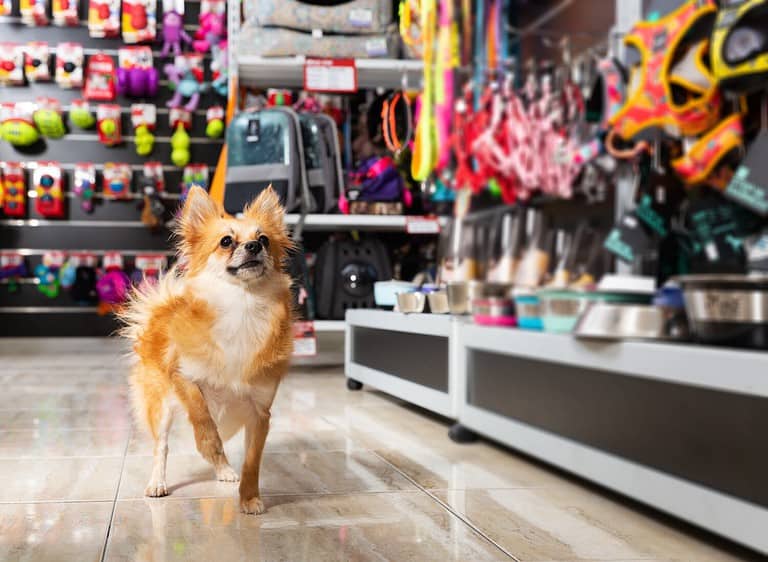 Portrait of beauty little dog near different variation of goods for animals in pet store