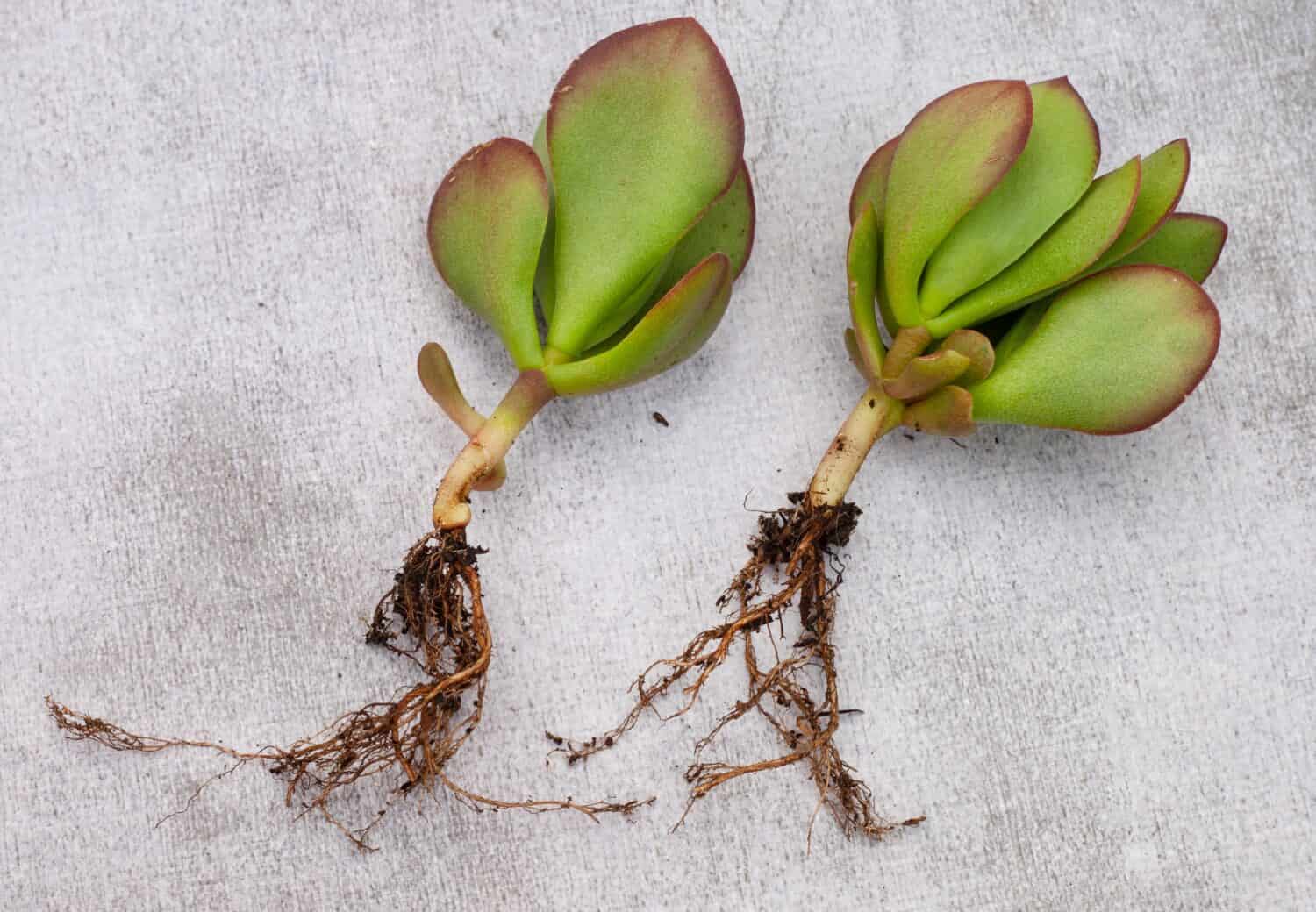 Crassula succulent plant rooting from a cutting on a light and neutral background with copy space