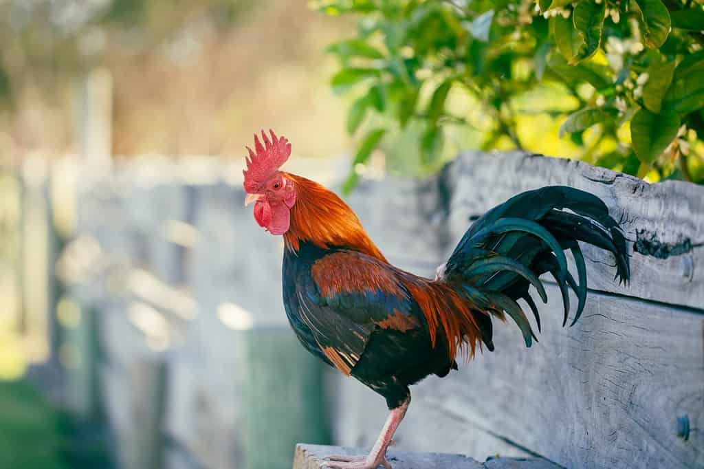 Old English Game chicken sitting on fence in pretty garden setting on bright afternoon