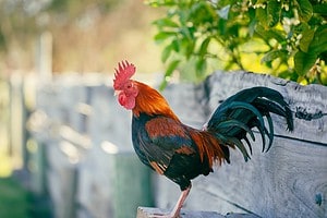 Why Do Chickens Roam Freely Around Key West? Picture