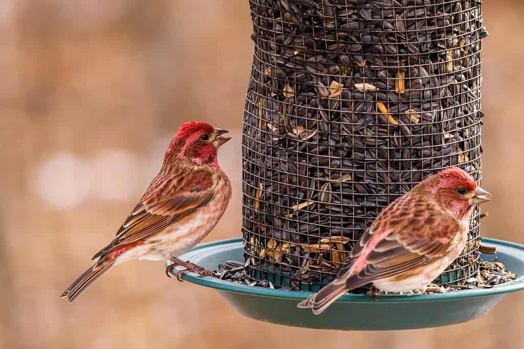 Purple finch (Haemorhous purpureus) perched on a feeder eating sun flower seeds during late autumn. Selective focus, background blur and foreground blur.