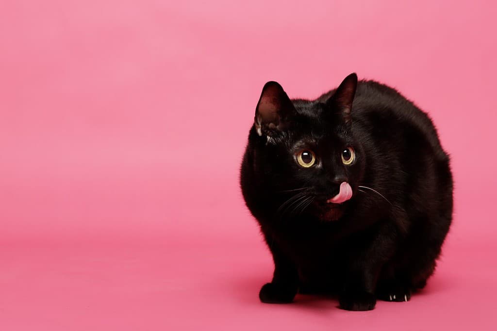 black cat bribing with tongue on pink background