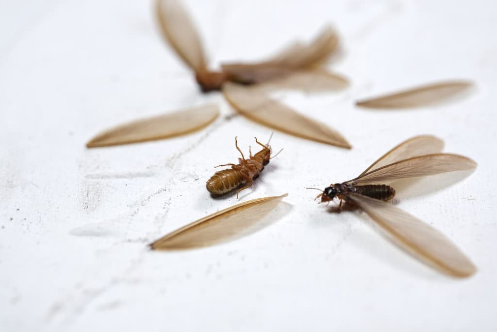 Alate or moth,Laron,Isoptera is the scientific name for flying termites or winged termites. Laron is the initial part of each termite life cycle or phase where the termite caste is ready to reproduce