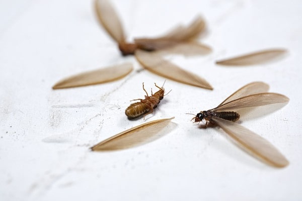 Termite Colors: Rarest to Most Commons - A-Z Animals