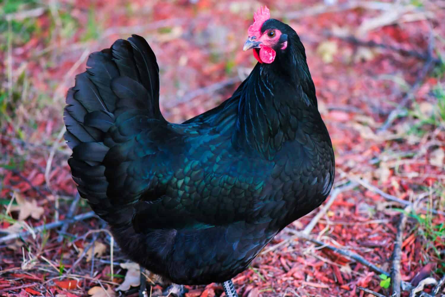 Free Range Blue Australorp Chicken Foraging in Autumn Leaves.