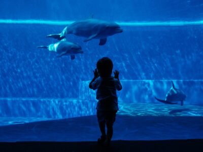 A The 5 Largest Aquariums in England