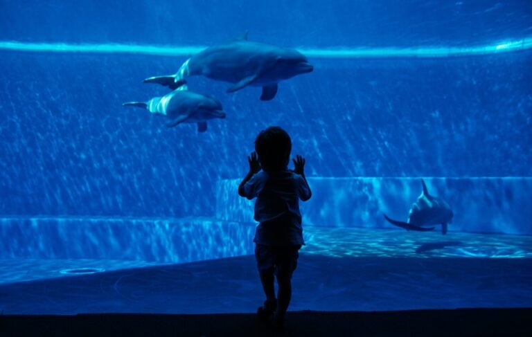 Children watching dolphins from the screen of the aquarium