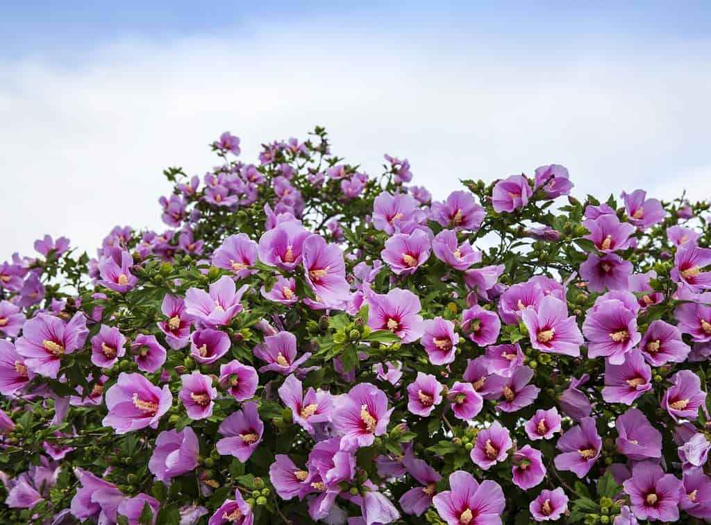 Summer view of pink flower buds of Rose of Sharon against sky near Gongju-si, South Korea