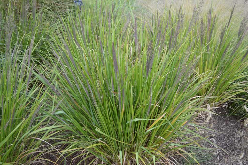 The 23 Best Ornamental Grasses for Zone 6 AZ Animals