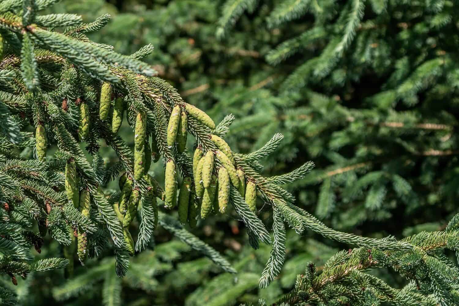 A branch of a Spruce Tree, Sitka, Picea sitchensis, growing in woodland
