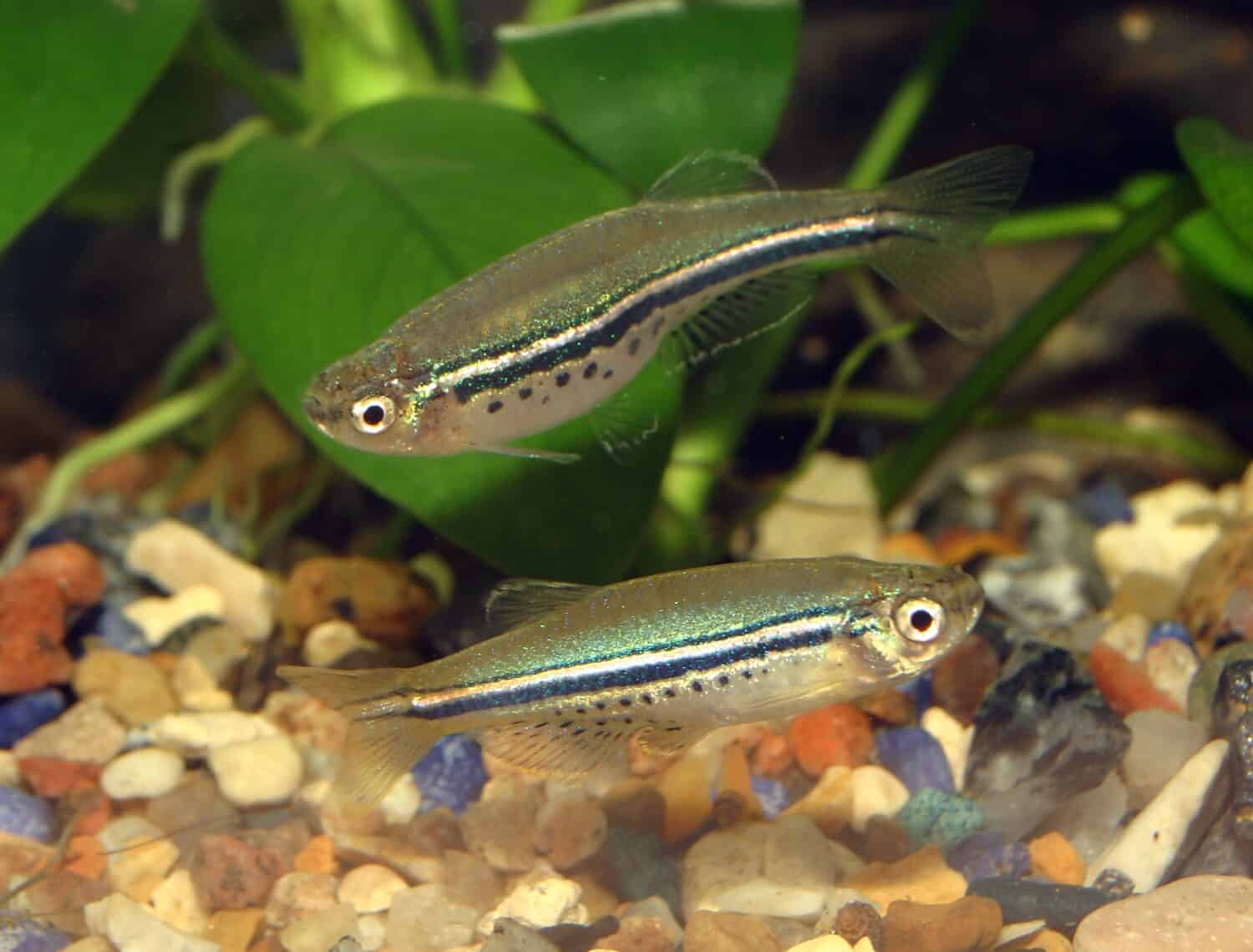 Brachydanio nigrolineatus - pair of aquarium fish
