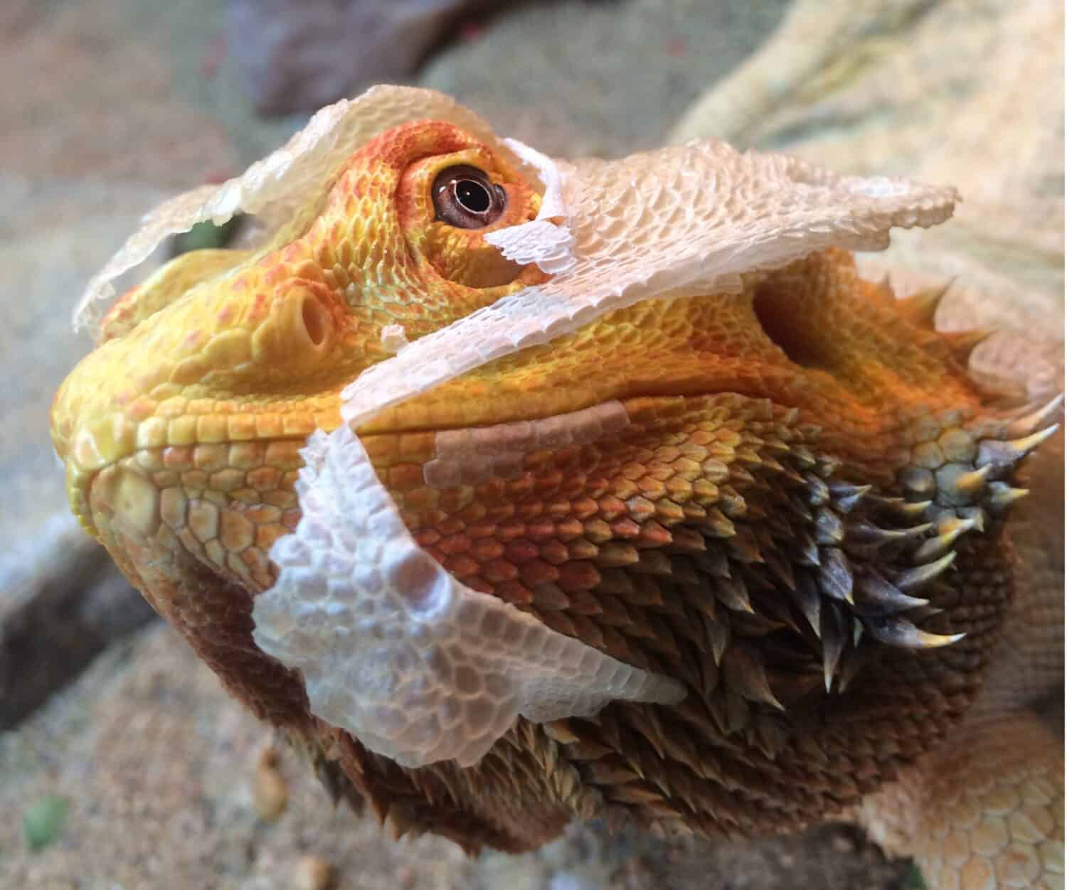 bearded dragon shedding his skin