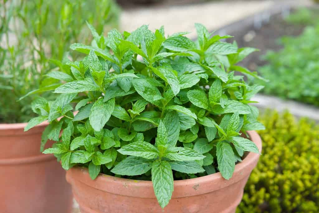 Mint growing in a plant pot. Fresh green mint (mentha spicata) in a herb garden, UK