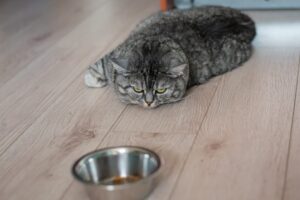 Does Your Cat Have Separation Anxiety?: 10 Clear Signs Picture