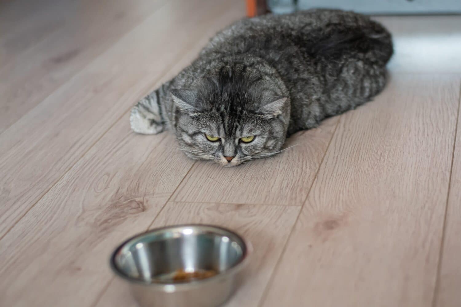 A large, well-fed British lazy cat lies next to the food. The kitten is depressed and sad, does not want to eat its food.	
