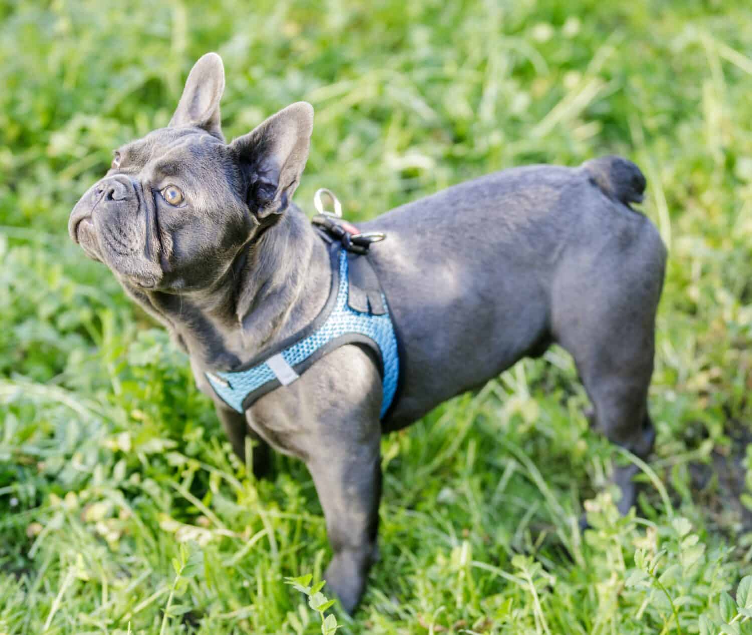 6-Month-Old Blue Isabella Male Frenchie Looking Up. Off-leash dog park in Northern California.