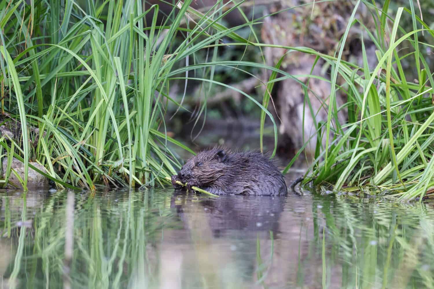 The Eurasian beaver (Castor fiber). Little baby standing in the shallow water and feeding branches. 