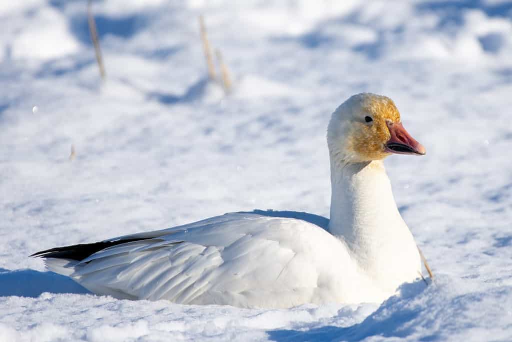 Snow goose (Anser caerulescens) resting in the snow in the sunshine