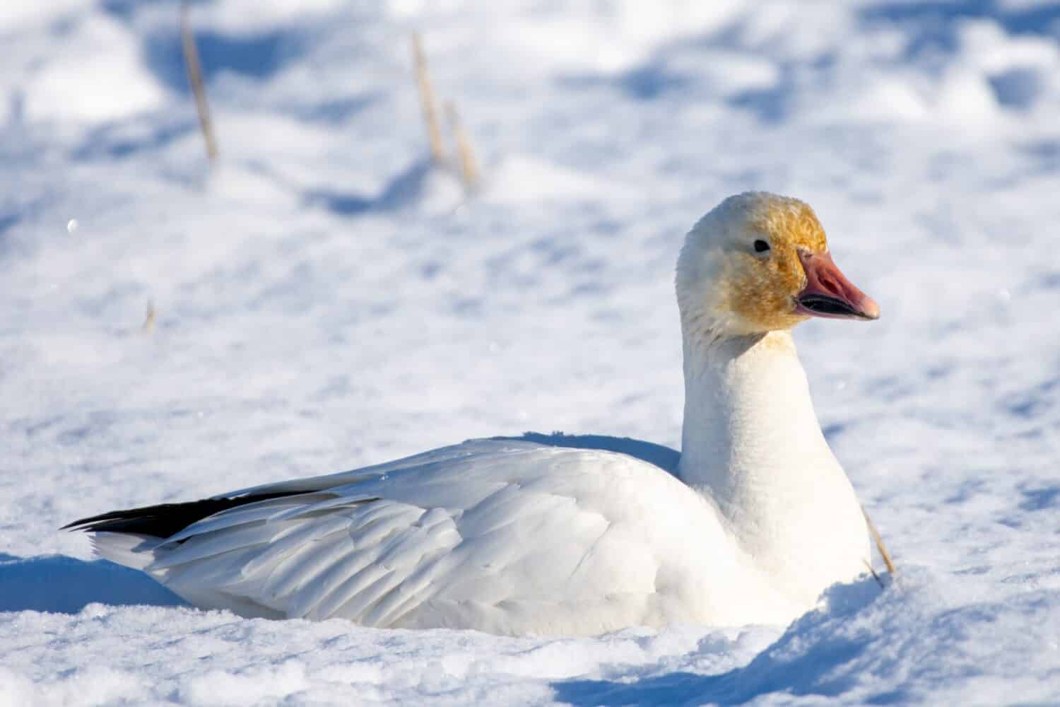 Snow goose (Anser caerulescens) resting in the snow in the sunshine