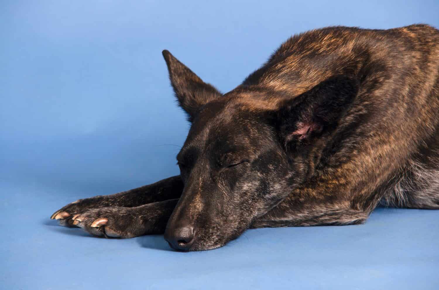 Sleeping dog's portrait in studio against blue background.