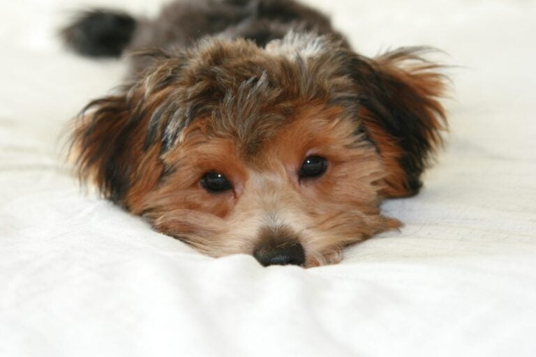 Yorkipoo laying down on blanket