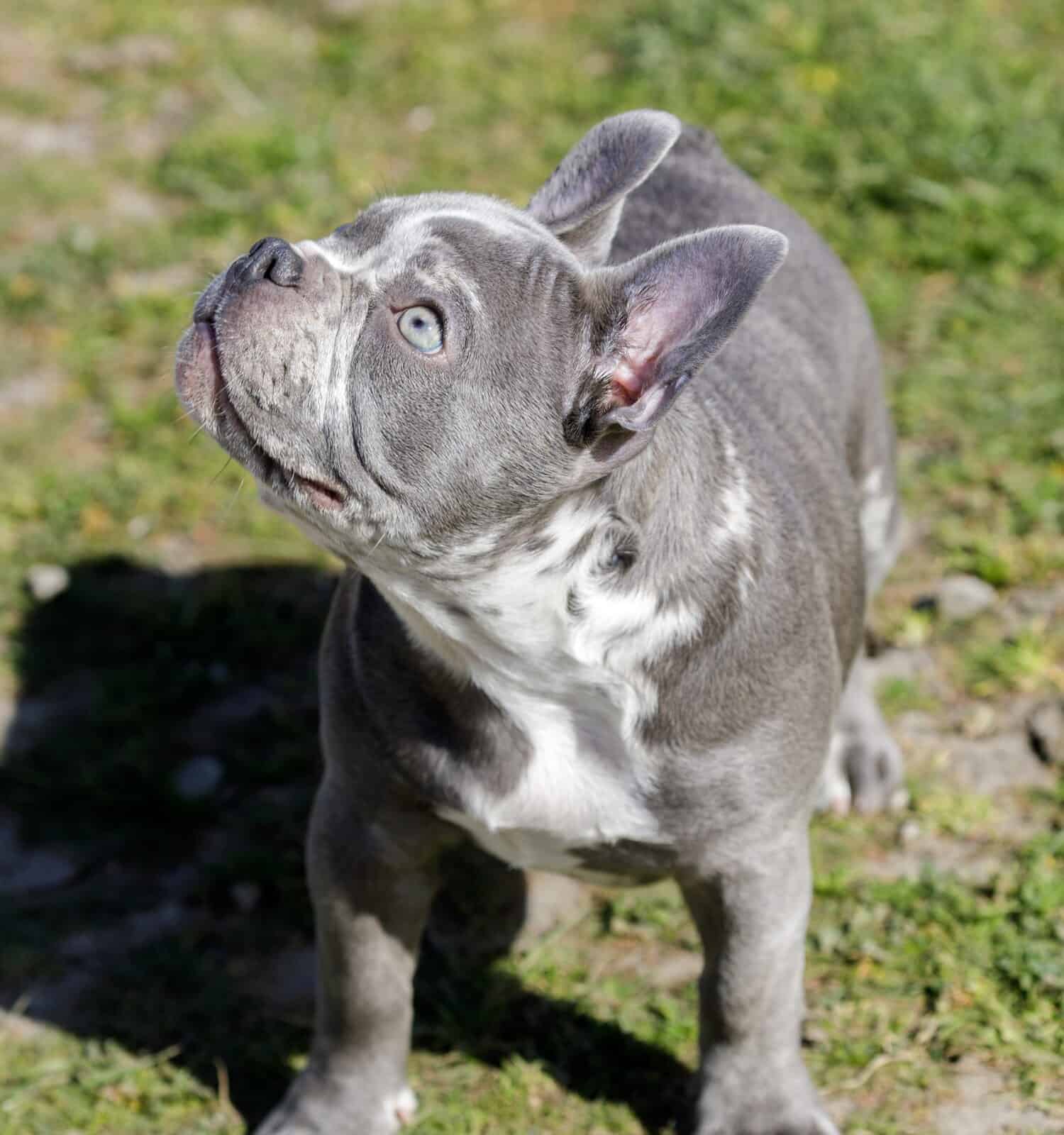 4-Months-Old Lilac Merle Female Puppy French Bulldog. Off-leash dog park in Northern California.