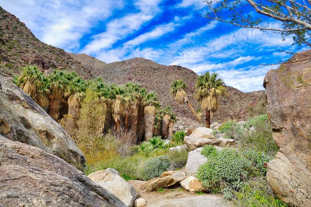 Palm grove with California fan palms in he oasis of Palm Canyon, San Ysidro Mountains, Anza-Borrego Desert State Park, California, USA