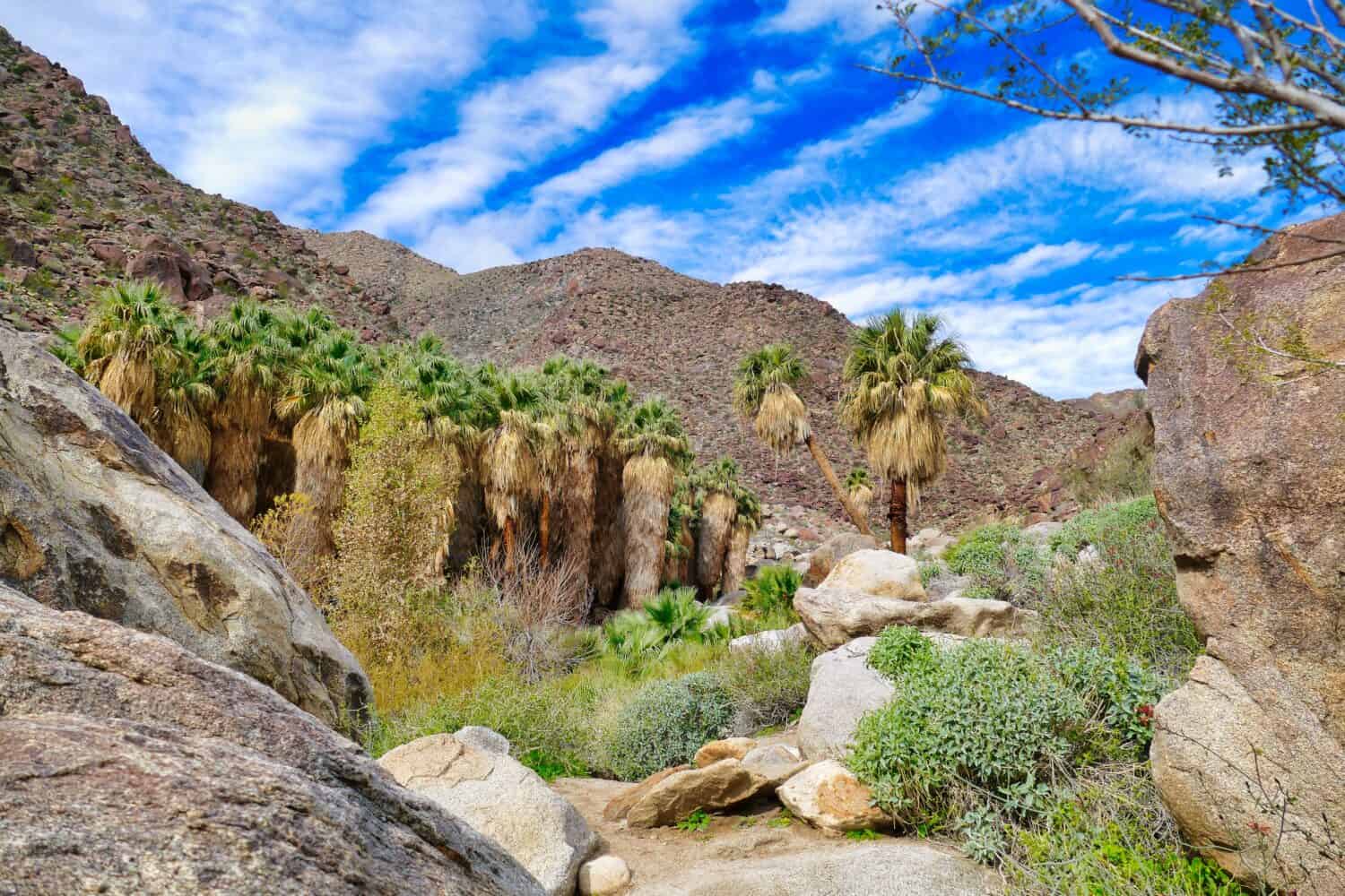 Palm grove with California fan palms in he oasis of Palm Canyon, San Ysidro Mountains, Anza-Borrego Desert State Park, California, USA