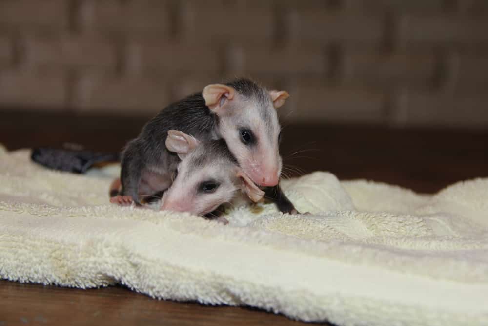 Two tiny baby Opossum brothers
