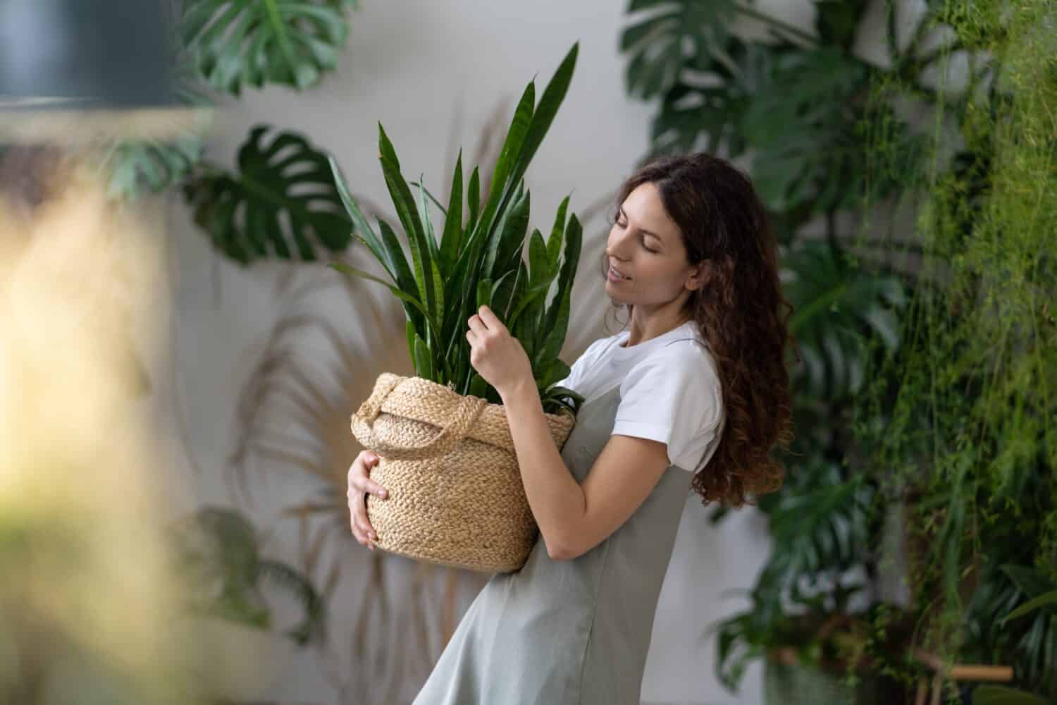 Plant care. Woman florist taking care about snake plant in home garden, holding Sansevieria houseplant in wicker planter and touching green leaves while standing in greenhouse, selective focus
