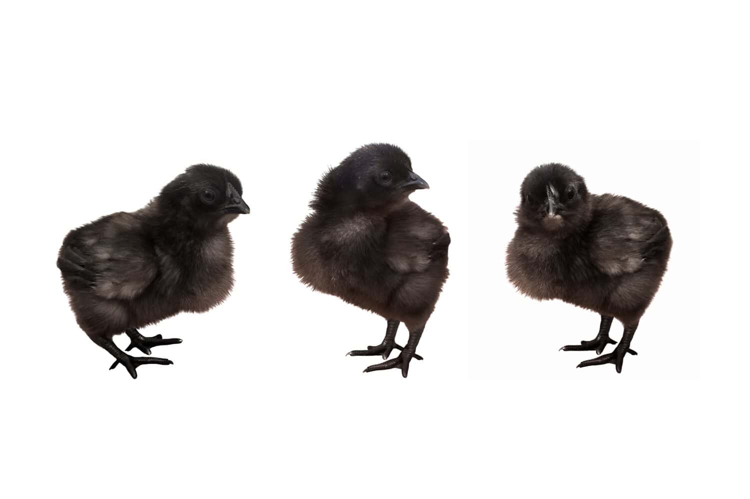 Three black chicks posing in front of a white background. Young poultry. Chickens of Chinese breed with black feathers and skin.