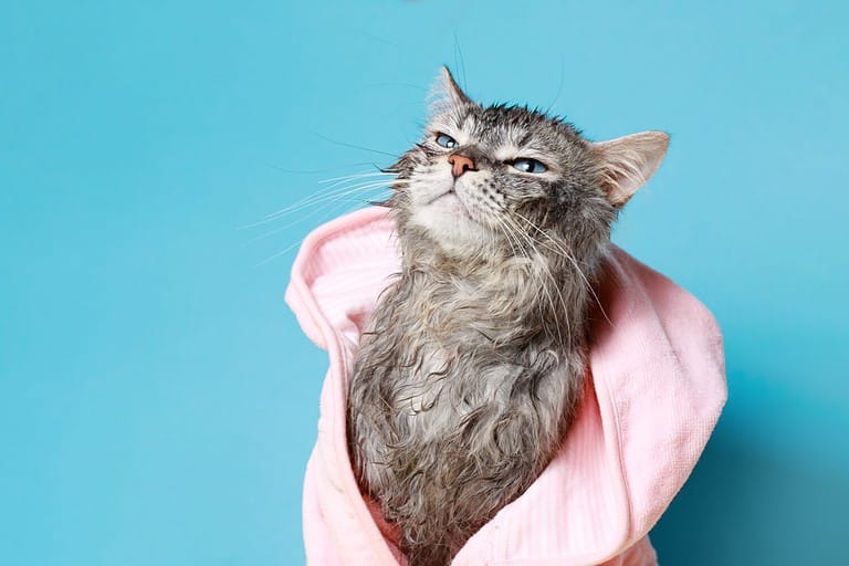 Funny wet gray tabby kitten after bath in pink in bathrobe . Just washed lovely fluffy cat on blue background. Cat on horizontal banner with copy space for popular social media website cover image.